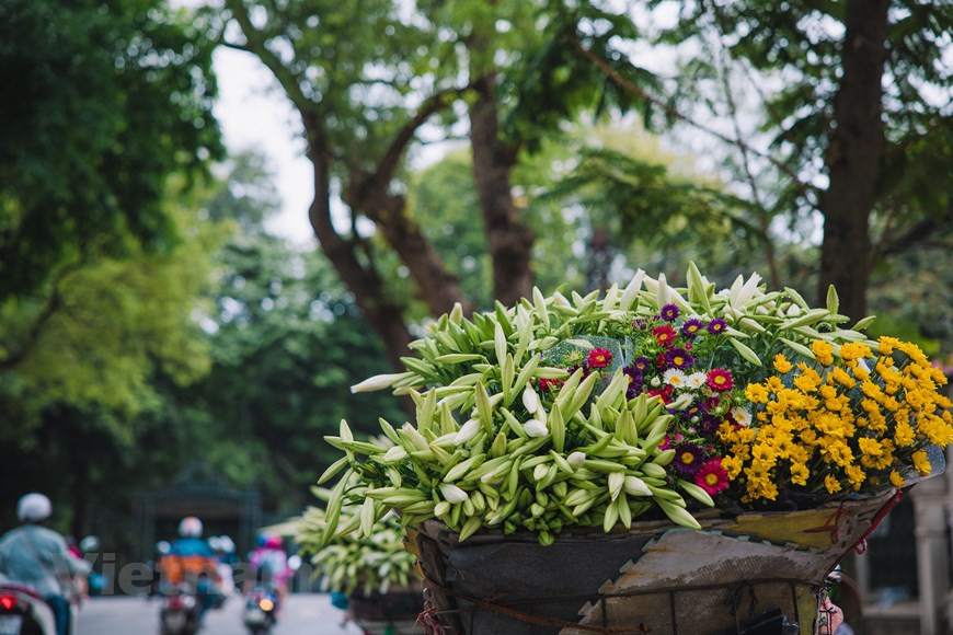 Cada pétalo posee el color blanco y el dulce aroma. Parece que la flor, por una parte quiere retener un poco de aire primaveral, y por otra aspira a recolectar los rayos dorados del sol al comienzo del verano. Al recorrer por calles como Thuy Khue, Phan Dinh Phung, Lang Ha o Thanh Nien, entre otras, nadie puede resistirse a la belleza prístina y el aroma sútil de las azucenas. No importa lo apresurada que esté la gente, siempre está dispuesta a pasar por los puestos de flores en las aceras para seleccionar y comprar un ramo de azucenas al comienzo de la temporada. (Foto: Vietnam+)