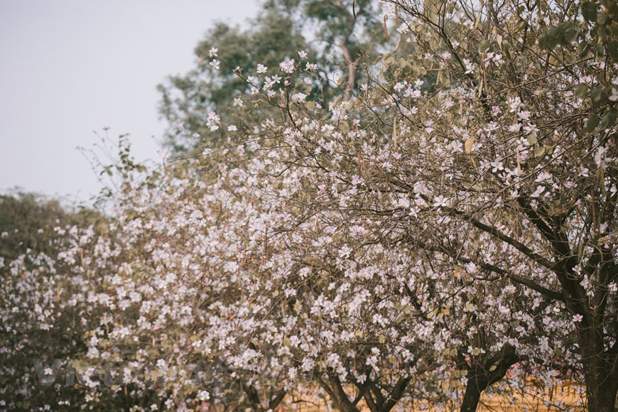 Las flores son conspicuas, de color rosa brillante o blanco, de 8-12 centímetros de diámetro, con cinco pétalos. El fruto es una vaina de 15-30 centímetros de largo, conteniendo varias semillas. Bauhinia variegata es un árbol ornamental muy popular en los climas subtropicales y tropicales, se cultiva por sus flores perfumadas. Además de su uso ornamental, muchas partes de la planta tienen usos medicinales; de las hojas y la corteza se extrae tintura; la madera es de buena calidad y hojas y capullos se consumen como verdura. En Vietnam, Bauhinia variegata es una planta típica de la región montañosa del noroeste, que florece en la primavera, justo después del Tet (Año Nuevo Lunar) en provincias como Son La, Dien Bien, Lao Cai, Hoa Binh, Lai Chau y Yen Bai, entre otras (Foto: Vietnam+)