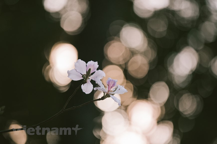 Esta flor típica de las montañas del noroeste es a menudo de color blanco mezclado con rosa y violeta. Sus colores son muy sútiles, que apasionan y encantan a muchas personas. Perteneciente a la misma familia que las flores de mariposa (Hedychium coronarium), cada flor de Bauhinia variegata tiene de cuatro a cinco pétalos, con estambres rosados y venas púrpuras. Los pétalos blancos abrazan el pistilo de color rosa púrpura, luciendo una belleza serena. Los hanoienses están acostumbrados a la desgarradora belleza de las calles Bac Son y Hoang Dieu cuando llega la temporada de florecimiento. Tras el invierno frío, las flores aparecen y las calles está llenas de la gente, que viene para contemplar el escenario mágico y tomar fotografías. (Foto: Vietnam+)