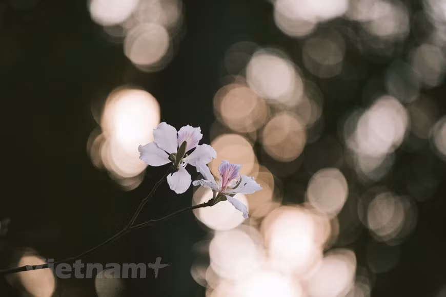 Esta flor típica de las montañas del noroeste es a menudo de color blanco mezclado con rosa y violeta. Sus colores son muy sútiles, que apasionan y encantan a muchas personas. Perteneciente a la misma familia que las flores de mariposa (Hedychium coronarium), cada flor de Bauhinia variegata tiene de cuatro a cinco pétalos, con estambres rosados y venas púrpuras. Los pétalos blancos abrazan el pistilo de color rosa púrpura, luciendo una belleza serena. Los hanoienses están acostumbrados a la desgarradora belleza de las calles Bac Son y Hoang Dieu cuando llega la temporada de florecimiento. Tras el invierno frío, las flores aparecen y las calles está llenas de la gente, que viene para contemplar el escenario mágico y tomar fotografías. (Foto: Vietnam+)