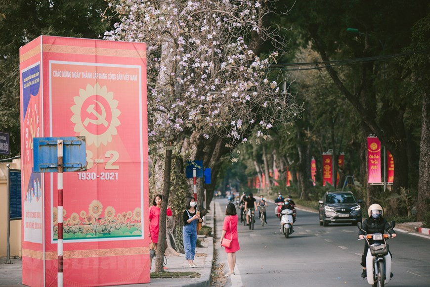 Los árboles Bauhinia variegata generalmente florecen a fines de febrero y principios de marzo de cada año. La flor, que lleva el alma de las montañas del noroeste de Vietnam, parece disipar la tristeza y el gris del clima frío en Hanoi, al presumir una belleza desgarradora y soñadora. En este momento, a lo largo de las calles como Hoang Dieu, Giang Vo o Bac Son de la capital, el florecimiento de las plantas Bauhinia variegata trae la atmósfera primaveral de las montañas a la ciudad bulliciosa. Muchos habitantes de Hanoi salen a las calles adornadas por las flores Bauhinia variegata para tomar fotografías y guardar los momentos inolvidables de esta flor única. (Foto: Vietnam+)