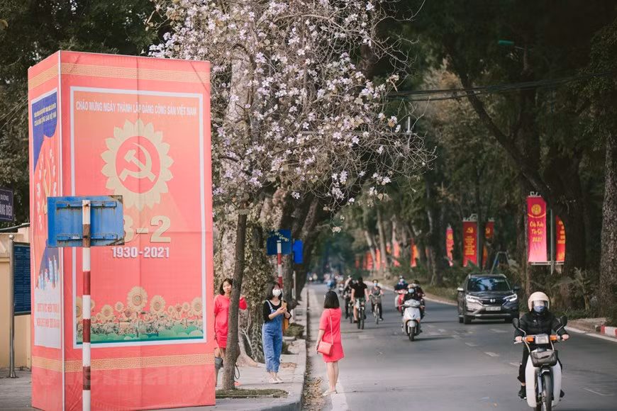 Los árboles Bauhinia variegata generalmente florecen a fines de febrero y principios de marzo de cada año. La flor, que lleva el alma de las montañas del noroeste de Vietnam, parece disipar la tristeza y el gris del clima frío en Hanoi, al presumir una belleza desgarradora y soñadora. En este momento, a lo largo de las calles como Hoang Dieu, Giang Vo o Bac Son de la capital, el florecimiento de las plantas Bauhinia variegata trae la atmósfera primaveral de las montañas a la ciudad bulliciosa. Muchos habitantes de Hanoi salen a las calles adornadas por las flores Bauhinia variegata para tomar fotografías y guardar los momentos inolvidables de esta flor única. (Foto: Vietnam+)