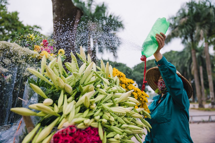 Quizás por eso, durante mucho tiempo, la azucena ha sido la inspiración de numerosas obras musicales y se ha convertido en un símbolo de los primeros días de verano de la capital. La planta gana popularidad entre los floricultores porque es fácil de cuidar y además, sus bulbos son baratos y capaces de reproducir muchas veces. Con buen cuidado, un bulbo puede dar hasta 15-16 flores. Según los comerciantes, la planta generalmente se cultiva en septiembre o octubre, pero no se puede cosechar antes de abril del año siguiente. Las flores, no obstante, son muy "sensibles", en el espacio abierto se deben remojarlas en agua para evitar que se marchiten. (Foto: Vietnam+)