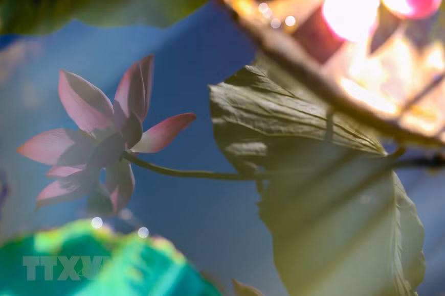 La elegancia de la flor de loto. (Foto: VNA)
