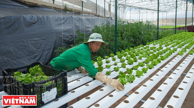 Cultivan verduras con método de hidroponía 