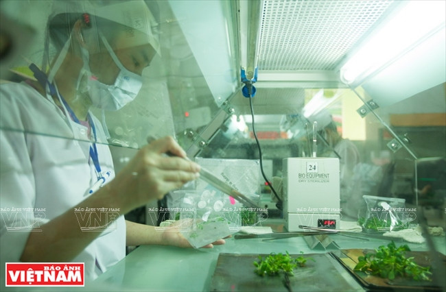 Lam Dong cuenta con 50 centros de creación de tejidos vegetales, los cuales producen cada año 30 millones de plantas