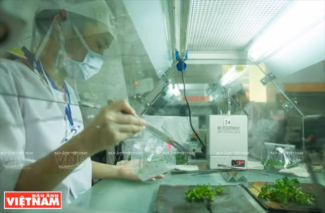 Lam Dong cuenta con 50 centros de creación de tejidos vegetales, los cuales producen cada año 30 millones de plantas