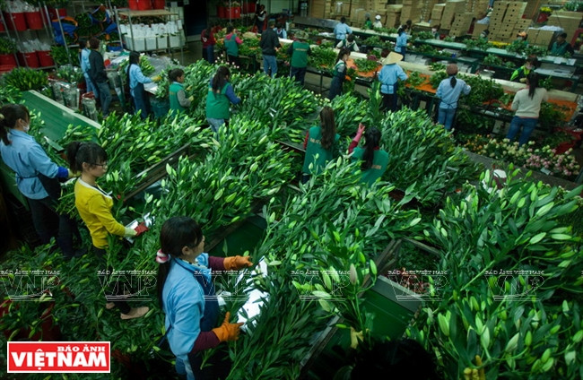 Dalat Hasfam es uno de los mayores productores de flores con sede en Da Lat 