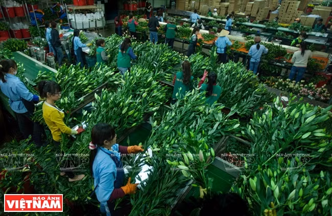 Dalat Hasfam es uno de los mayores productores de flores con sede en Da Lat 