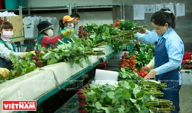 Seleccionan rosas para exportación 
