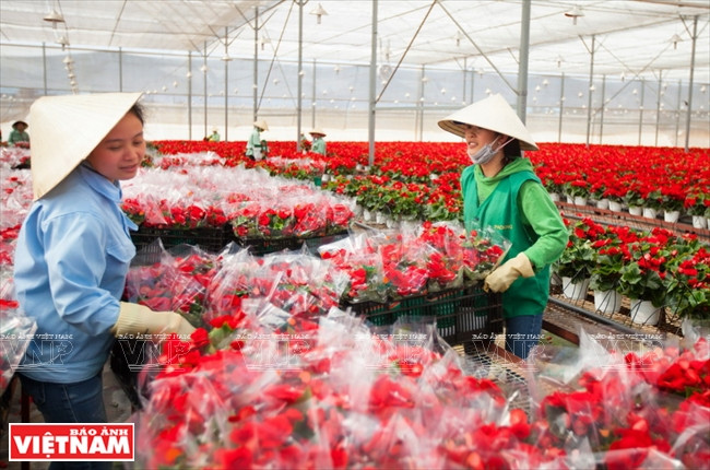 La producción de la floricultura aumentó de 150 millones de esquejas en 2001 a más de 900 millones en 2009, mil 500 millones en 2011 y dos mil 100 millones en 2013 