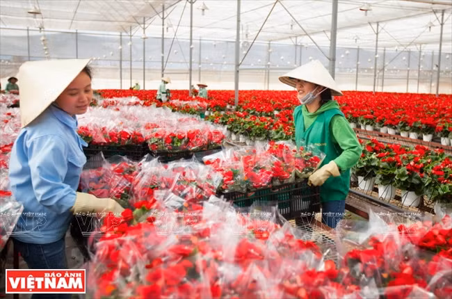 La producción de la floricultura aumentó de 150 millones de esquejas en 2001 a más de 900 millones en 2009, mil 500 millones en 2011 y dos mil 100 millones en 2013 