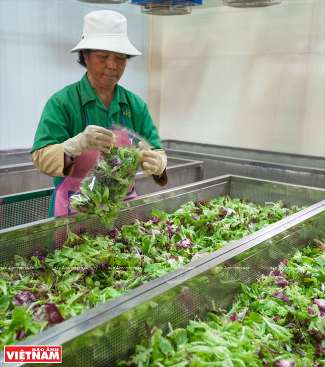 Verduras son desinfectadas y puestas en un sistema de ventilador para extraer el agua, antes de ser empaquetadas 