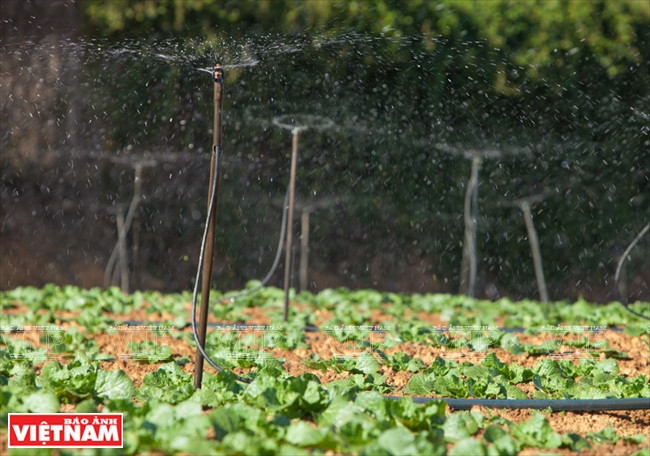 Sistema automático de riego 