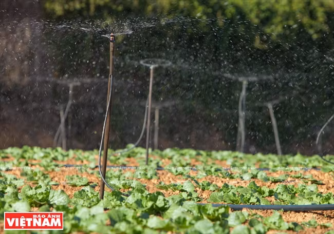 Sistema automático de riego 