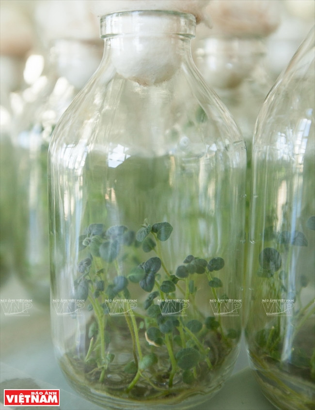 Las plantas creadas por ese método tienen mejor rendimiento 