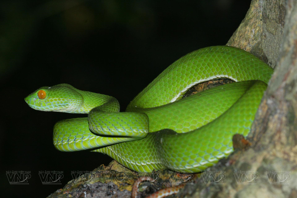 Víbora de bambú en la reserva natural Binh Chau - Phuoc Buu. (Fuente:VNA)