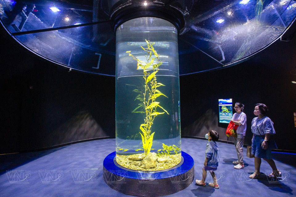 Los visitantes pueden caminar a lo largo de la vía de 650 metros de longitud, que recorre diferentes zonas temáticas. (Fuente:VNA)
