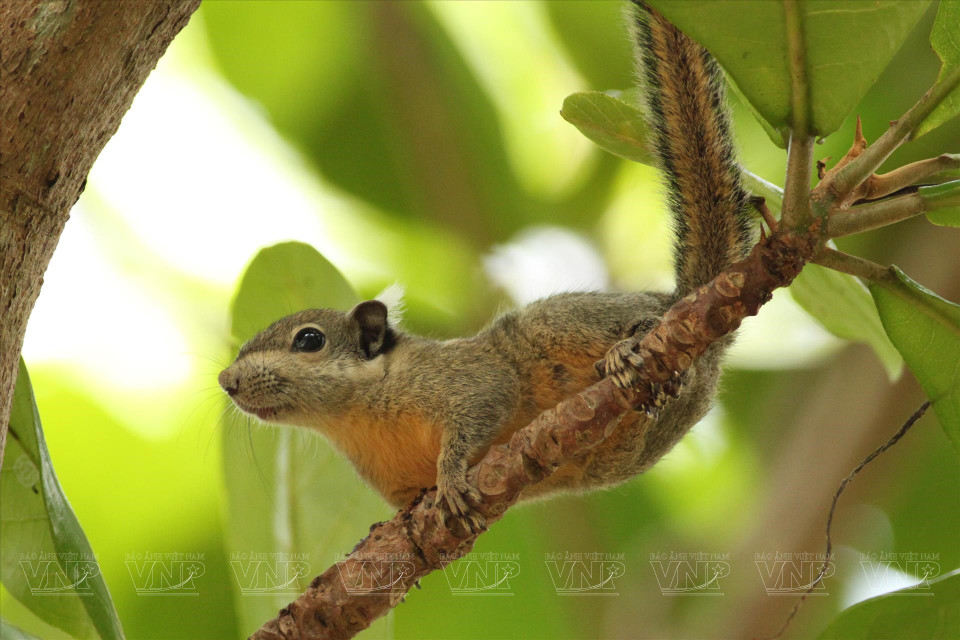 Ardilla de patas amarrillas en la reserva natural Binh Chau - Phuoc Buu. (Fuente:VNA)