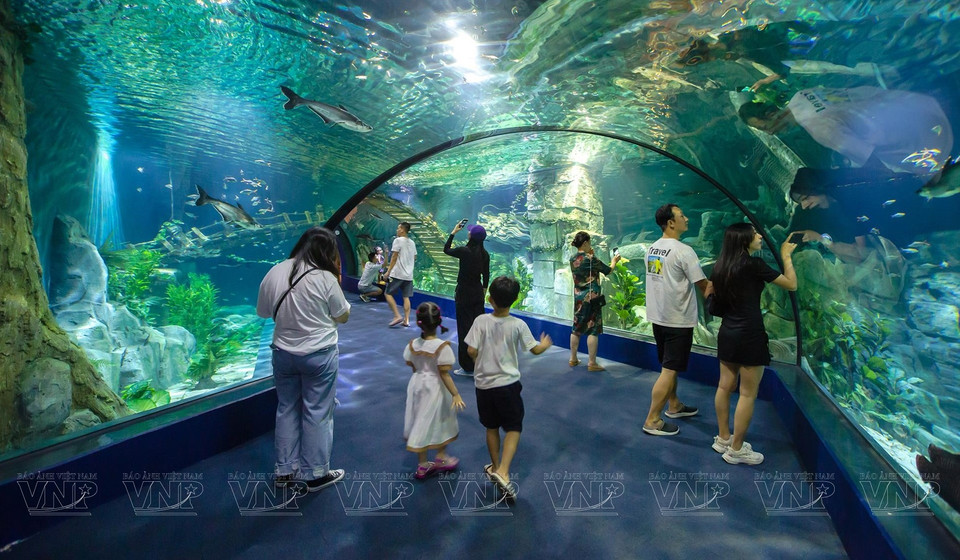 En el Acuario Lotte World Hanoi, los visitantes no sólo pueden admirar la misteriosa belleza de miles de criaturas marinas sino también sentir la vida mágica bajo el océano. (Fuente:VNA)
