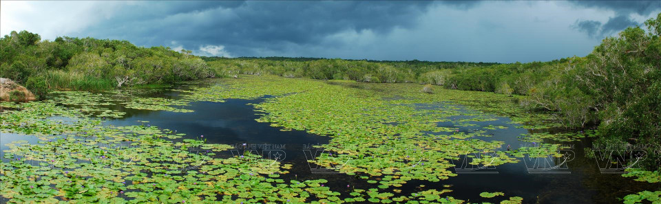 Lago de nenúfares naturales de la reserva natural Binh Chau-Phuoc Buu. (Fuente:VNA)