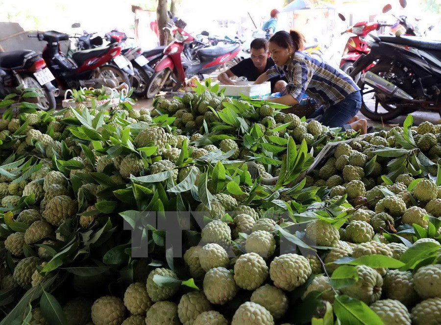 La localidad ha aplicado las tecnologías avanzadas en el cultivo de anón (Fuente: VNA)