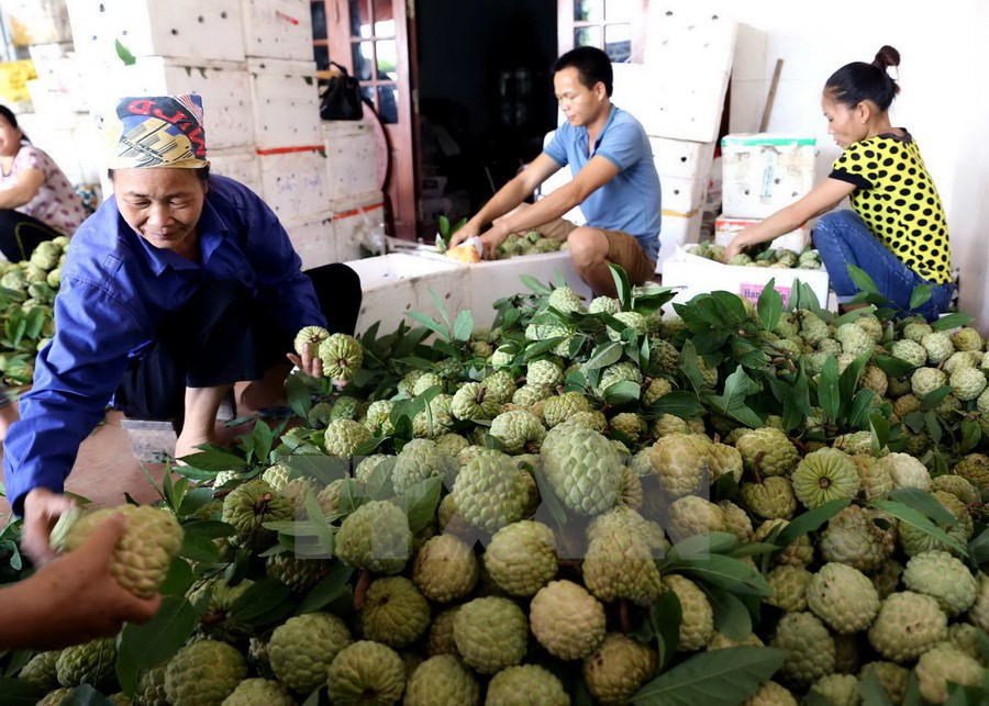 Chi Lang registró certificación comercial “Anón de Chi Lang” (Fuente: VNA)