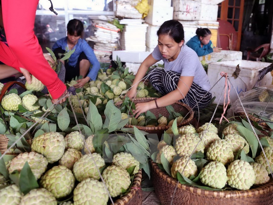 La mayoría de sus productos son exportados al mercado chino (Fuente: VNA)