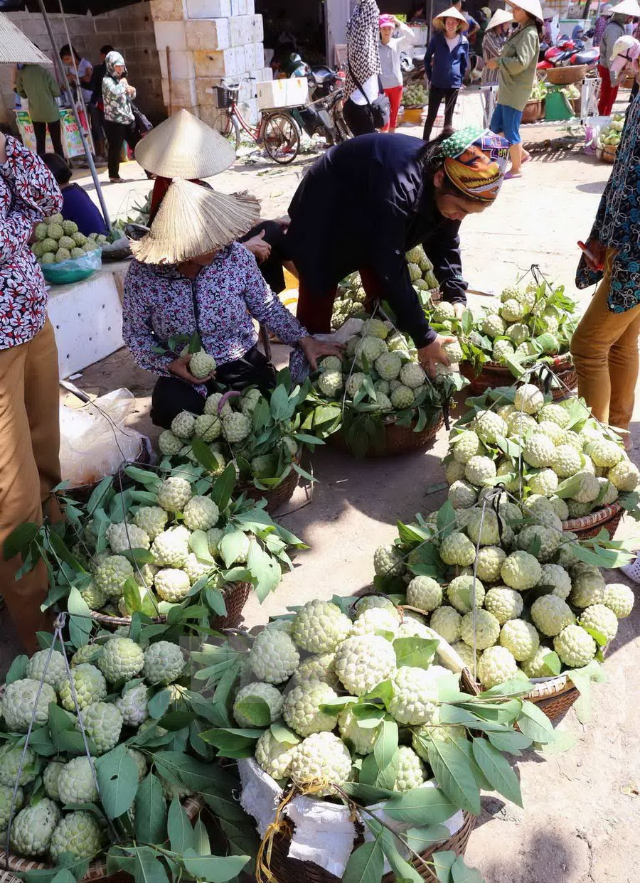 Se prevé que el anón de Chi Lang será exportado a Japón, Sudcorea y Australia (Fuente: VNA)