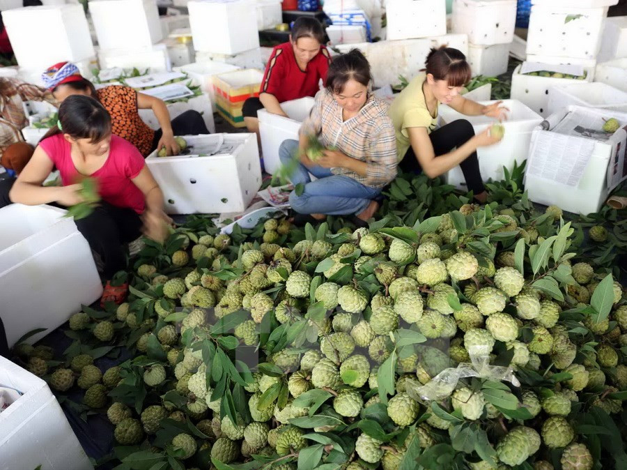 Clasificación de anón en un centro de producción (Fuente: VNA)
