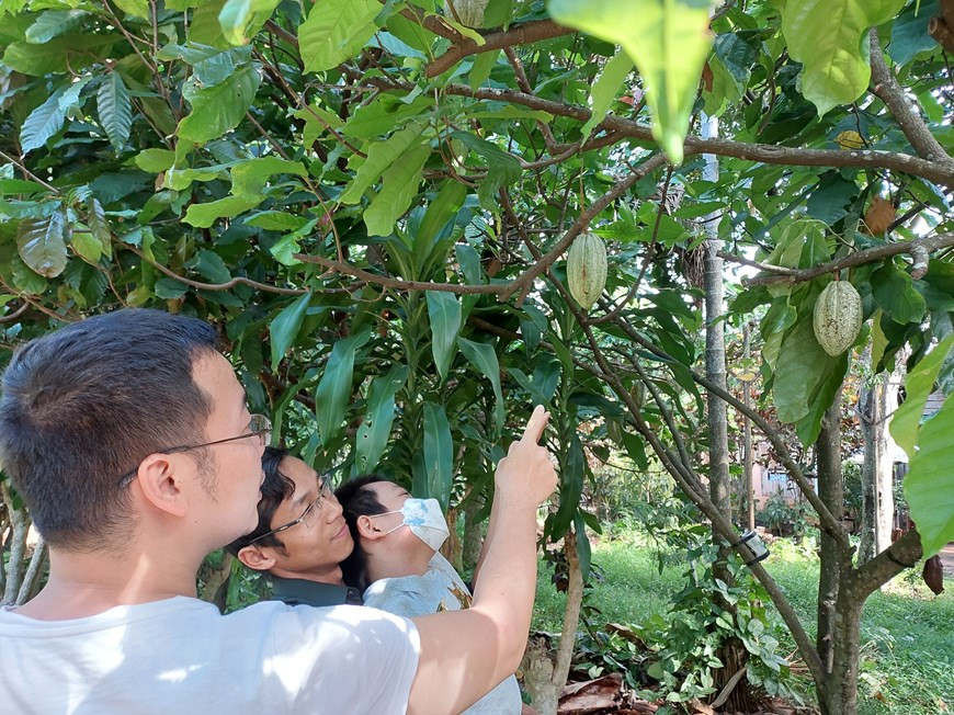 Hace muchas décadas, los misioneros europeos introdujeron los árboles de cacao en Vietnam. Con un clima tropical, este país devino ideal para sembrar ese tipo de árboles. Sin embargo, el mercado de esa fruta en la nación indochina no se desarrolló con fuerza y solo ha comenzado a mostrar signos de volverse más popular en los últimos años. Los productos de cacao vietnamitas son considerados uno de los mejores del mundo, debido a las características de buen suelo, clima y proceso de fermentación. Dependiendo de la zona donde se cultiven los árboles, el sabor del cacao también es diferente, esto viene de las características ecológicas de cada región. (Foto: Minh Thu/Vietnam+)