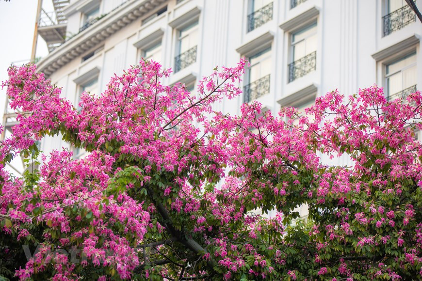 El palo borracho (Ceiba Speciosa) es originario de los países americanos, de donde nos ha llegado una leyenda romántica vinculada a este árbol. Cuenta una historia transmitida de padres a hijos, que en una antigua tribu de la selva vivía una joven muy bella; la deseaban muchos pretendientes, aunque ella solo tenía ojos para un valeroso guerrero. Se enamoraron. Ahora bien, su romance se interrumpió cuando los guerreros partieron a la guerra contra otra tribu y no regresaron. La joven quedó desolada, ahogada en la tristeza más profunda. Tanto es así que un día se adentró en la selva y se dejó morir de pena. (Foto: Vietnamplus)