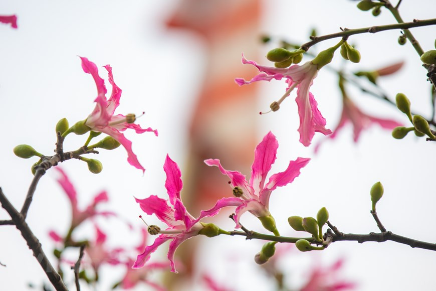 La forma más sencilla de reproducir el palo borracho es mediante semillas. Los frutos son muy visibles y aparecen una vez las flores se marchitan. Cuando éstos maduran, se abren y podemos recoger las semillas. Con el tiempo, terminan cayendo al suelo o dispersándose mediante el viento. La forma de la cápsula que envuelve a las semillas parece muy curiosa. Tiene aspecto de fibra de algodón, por lo que pesa poco y se mueve fácilmente con el aire. En su interior encontramos semillas de pequeño tamaño y color negro, fáciles de plantar y germinar en una maceta. La germinación de semillas del palo borracho se realiza con cierta facilidad, y no necesita ningún tipo de tratamiento especial o estratificación. (Foto: Vietnamplus)