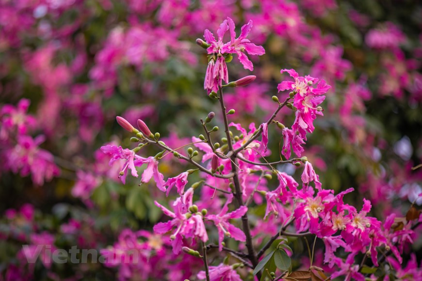 Múltiples flores de palo borracho embellecen el paisaje de un hotel situado en la calle de Doi Can, en el distrito de Ba Dinh, de esta capital milenaria. Cualquiera que pasa por esta vía no puede dejar de contemplar la belleza cautivadora del palo borracho. Su color rosa intenso hace que las calles de Hanoi sean aún más coloridas. El palo borracho es originario de los países americanos. Sus ramas tienden a ser horizontales y también están cubiertas de aguijones. Este árbol clasifica entre las especies resistentes a la sequía y no necesita mucha agua para vivir. El ciclo de vida del palo borracho representaría el cuerpo de la mujer, primero, en su juventud y, luego, en la vejez. (Foto: Vietnamplus)
