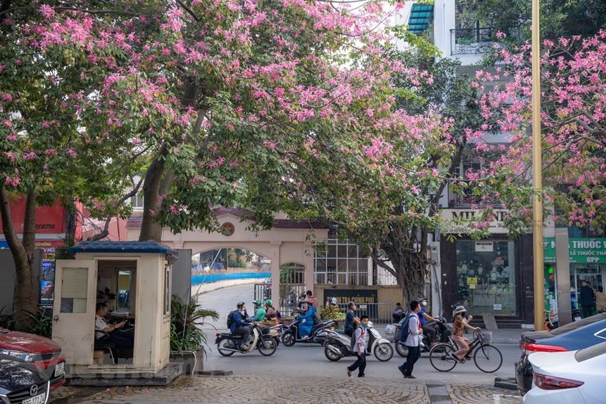 Aunque la planta es originaria de los países americanos se cultivó a partir de 2007 en las instalaciones del hotel situado en el número 287 - 301 de la calle de Doi Can, en el distrito de Ba Dinh, de esta capital milenaria. La temporada de floración suele ser alrededor de septiembre al próximo febrero. El tronco del árbol tiene un diámetro medio estimado de 50 centímetros, unos tres metros de altura y crece bien con el clima de Vietnam. Cualquiera que pasa por esta calle no puede dejar de admirar la belleza cautivadora del palo borracho. Su color rosa intenso hace que las calles de Hanoi sean aún más coloridas. (Foto: Vietnamplus)