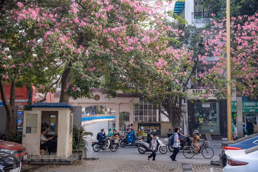 Aunque la planta es originaria de los países americanos se cultivó a partir de 2007 en las instalaciones del hotel situado en el número 287 - 301 de la calle de Doi Can, en el distrito de Ba Dinh, de esta capital milenaria. La temporada de floración suele ser alrededor de septiembre al próximo febrero. El tronco del árbol tiene un diámetro medio estimado de 50 centímetros, unos tres metros de altura y crece bien con el clima de Vietnam. Cualquiera que pasa por esta calle no puede dejar de admirar la belleza cautivadora del palo borracho. Su color rosa intenso hace que las calles de Hanoi sean aún más coloridas. (Foto: Vietnamplus)