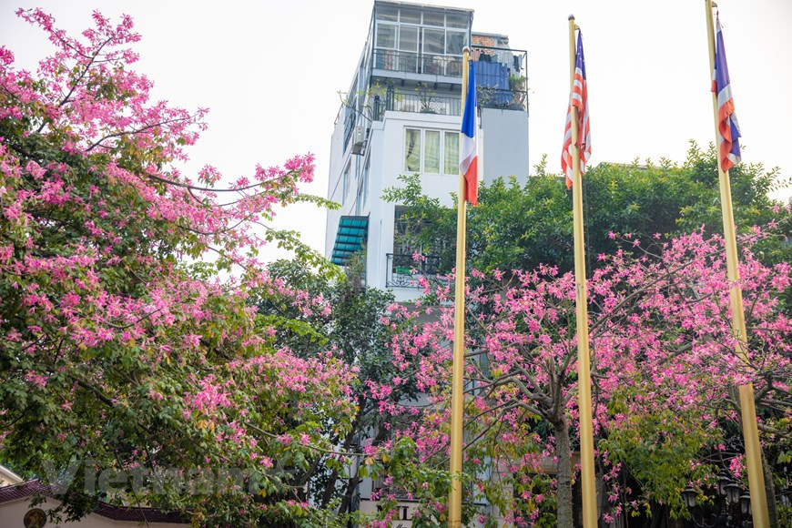 Resulta muy raro ver esta planta en Hanoi. Solo en algunos lugares como la calle de Doi Can y el parque de Tuoi Tre la gente puede encontrar esa hermosa especie de flor, resistente a la sequía y al frío moderado. El arbusto crece rápido cuando no le falta agua. El tronco, ensanchado en su tercio inferior, le sirve para almacenar el agua en tiempos de sequía. Está protegido por gruesos aguijones cónicos. En árboles jóvenes, el tronco es verde debido a su alto contenido en clorofila, capaz de realizar la fotosíntesis cuando faltan las hojas; con el tiempo, se forman vetas rugosas y agrietadas. (Foto: Vietnamplus)