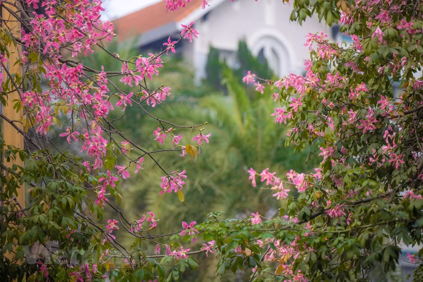 Algún tiempo después, la encontraron unos cazadores, muerta en medio de unos yuyales. Pero, de sus brazos habían crecido ramas y de sus dedos florecían unas flores blancas, que, con el paso de los días, se volvieron rosáceas. Se había transformado en un árbol: el palo borracho. Según esta leyenda, las flores blancas representan las lágrimas derramadas por la joven a causa de la pérdida de su amado, mientras que las flores rosas simbolizaban la sangre del guerrero. Amén de la leyenda, lo cierto es que este árbol ha tenido una simbología asociada a la mujer, al menos, para los pueblos originarios de Sudamérica. El ciclo de la vida del palo borracho representaría el cuerpo de la mujer, primero, en su juventud y, luego, en su vejez. (Foto: Vietnamplus)
