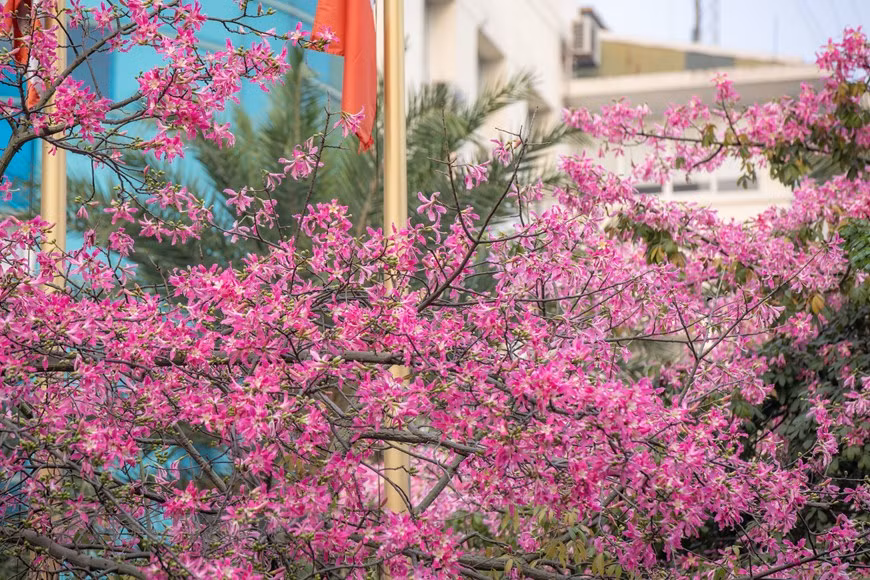 De acuerdo con expertos en botánica, la temporada de floración del palo borracho o ceiba rosada es de septiembre a febrero. Este árbol se considera una especie resistente a la sequía y que no necesita mucha agua para vivir. Cuando se cultiva como planta ornamental, suele bastar la colocación de un sistema de riego por goteo y un emisor por árbol adulto. No es muy exigente en cuanto al aporte de nutrientes y puede crecer con la materia orgánica utilizada. Sin embargo, desde el punto de vista ornamental hay jardines o entornos que requieren un crecimiento más rápido para formar la estructura de Ceiba speciosa lo más rápidamente posible. (Foto: Vietnamplus)