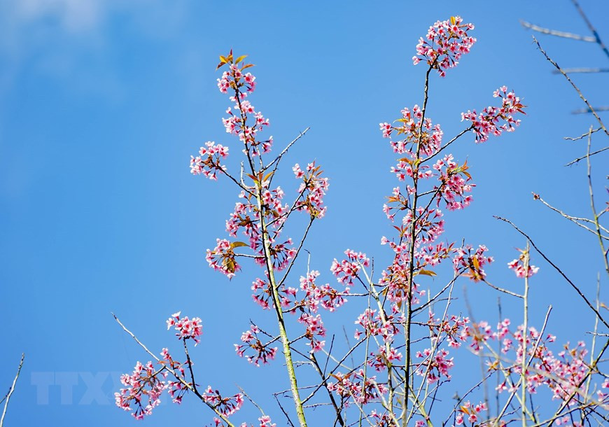 En la provincia de Dien Bien, esta variedad de flor se encuentra en los distritos Dien Bien Dong, Muong Cha, Tua Chua… (Foto: VNA).