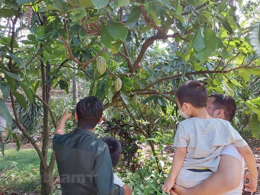 En términos de especies, condiciones ambientales y clima de vida, los árboles de cacao tienen algunas características sobresalientes. Los cacaoteros suelen alcanzar entre cuatro y ocho metros de altura y prefieren un entorno sombreado, por lo que a menudo se plantan debajo de otros árboles, como en bosques, jardines de cocos y de caucho. Esto además ayuda a los agricultores a aumentar la eficiencia del uso de la tierra. Cuando jóvenes, los frutos de cacao son verdes, luego tornan en una mezcla de amarillos, naranjas y rojos oscuros. Además de explorar el jardín, los visitantes pueden cosechar frutos de cacao personalmente y aprender en torno al proceso de producción de la planta. (Foto: Minh Thu/Vietnam+)