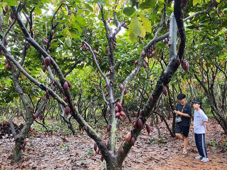 Dentro de Vietnam, las características ecológicas de los árboles de cacao son la temperatura, el clima, el viento, el agua, el suelo y la sombra. Para el mejor crecimiento, la temperatura adecuada es de 25 grados centígrados con una humedad de alrededor del 70-85 por ciento. Debido a la debilidad de las raíces de esa planta, no son adecuadas para zonas con fuertes vientos. Si se plantan en esas áreas, resulta recomendable combinar cultivos intercalados como cortavientos para ayudarlas a crecer y desarrollarse mejor. En la estación seca, necesitan más agua. Las flores de cacao generalmente salen en la temporada de lluvias y desarrollan frutos durante este tiempo. Con un suministro de agua adecuado, pueden florecer y producir frutos durante todo el año. (Foto: Minh Thu/Vietnam+)