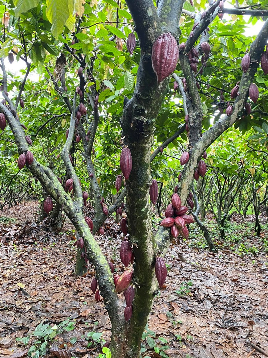 Para muchas personas resulta familiar el olor y sabor del chocolate agridulce, pero pocas han experimentado los hermosos racimos de flores de cacaotero, sus coloridas frutas y los ricos batidos de cacao. Justo en el centro de la ciudad de Buon Ma Thuot, de la provincia altiplana de Dak Lak, existe un jardín verde de cacao de un área de 1,3 hectáreas. Está ubicada detrás de la cafetería Reu Phong en la dirección 111 Y Ngong, del distrito de Tan Thanh. El propietario de este jardín es el Doctor Pham Hong Duc Phuoc, un destacado experto en árboles de cacao. Actualmente, el establecimiento está gestionado por el arquitecto Mai Thanh Sang y la administradora Nguyen Thi Tuyet Nhung. (Foto: Minh Thu/Vietnam+)