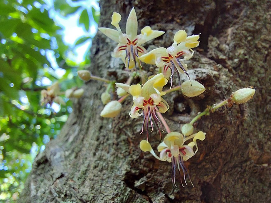 Un árbol amante de la sombra, así definen muchos agricultores al cacao, por lo que conviene intercalarlo con cultivos de otras plantas industriales como el anacardo y el banano. Esos árboles crecen y se desarrollan en una variedad de terrenos siempre que se les proporcione sombra y riego adecuados. Crillo y Forastero son las dos principales especies de árboles de cacao con sus propias ventajas. Para sintetizar mejor las ventajas de ambas, los científicos han investigado la hibridación y el nacimiento de una nueva especie a partir de esas dos, denominada Trinitario. Actualmente, el país indochino cuenta con tres principales regiones productoras de cacao: la Altiplanicie, el Sureste y el Delta del Río Mekong. (Foto: Minh Thu/Vietnam+)