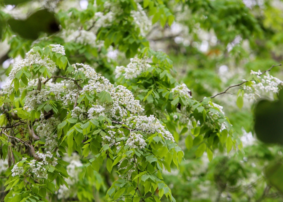  Los pétalos de las flores brotan en un rincón de la capital. (Foto: VNA)