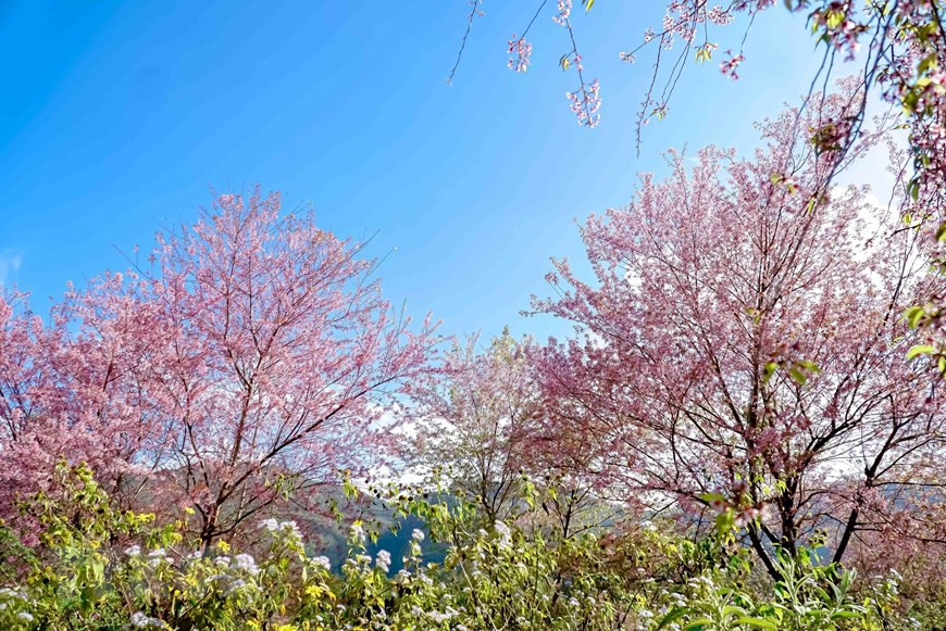 Los árboles de durazno florecen. (Foto: VNA)