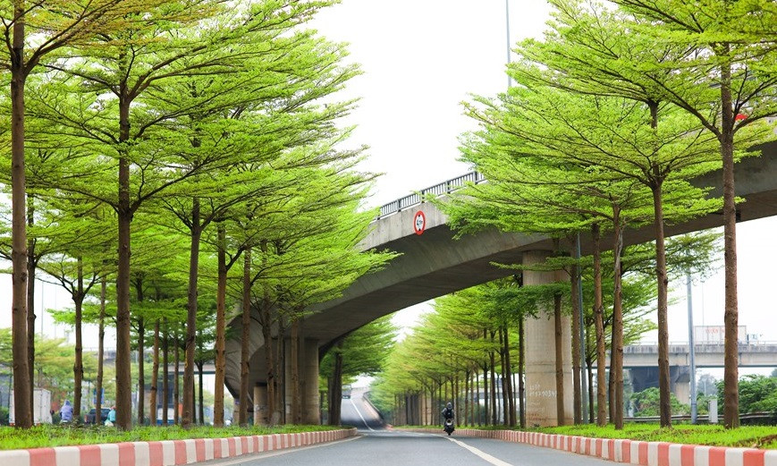 Las hileras de árboles de almendro de Madagascar crean un espacio de ensueño. (Foto Vietnam+)