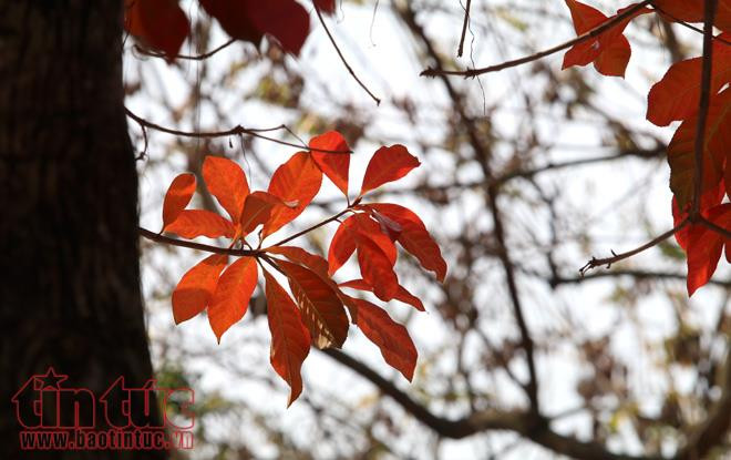 Los colores rojo y amarillo de los árboles recién plantados crean una nueva imagen del clima primaveral de Hanoi. (Foto: Periódico Noticias)