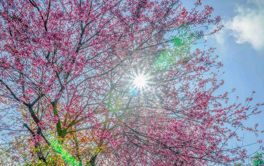 Las flores de durazno brillando bajo el sol. (Foto: VNA)