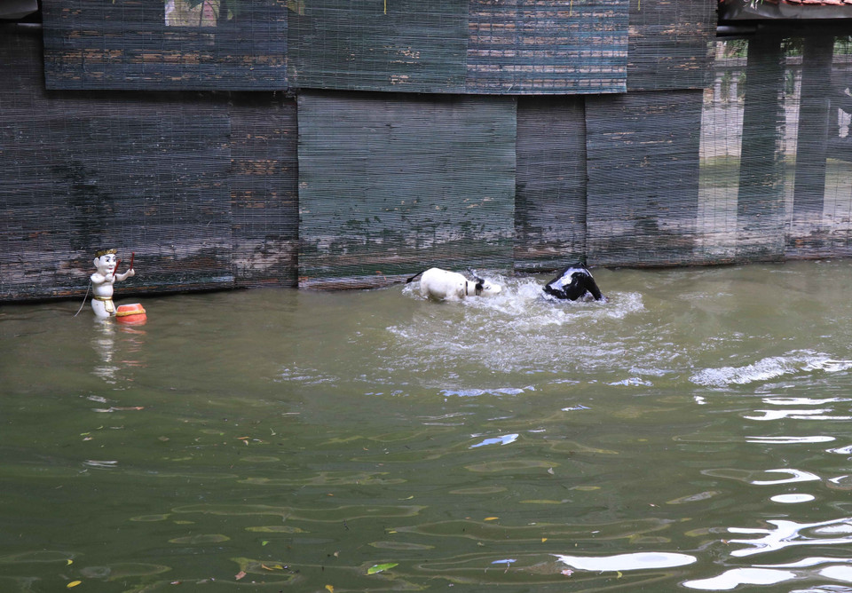El combate de búfalos interpretado por los artistas de Dong Ngu. (Foto: VNA)